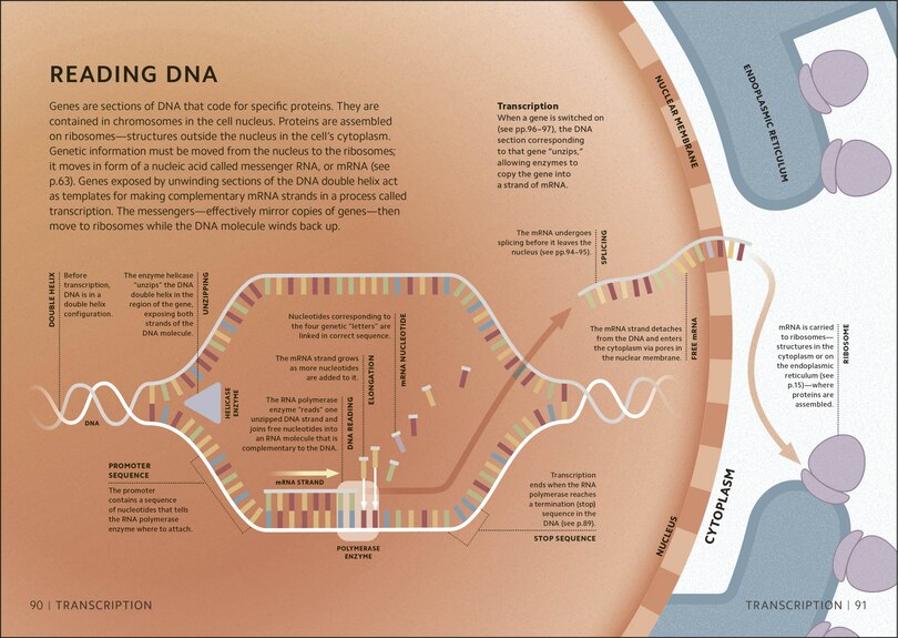 Aperçu du contenu 2_Simply Genetics