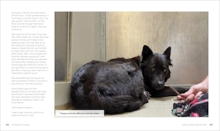Sample content 2_Sitting with Dogs