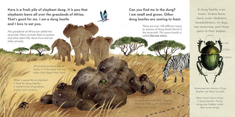 Sample content 3_Small Mighty Dung Beetle (Start Small, Think Big #6)