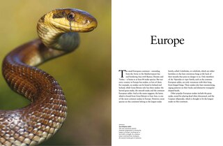 Aperçu du contenu_Snakes