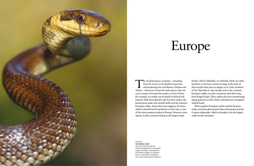 Aperçu du contenu_Snakes