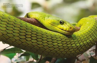 Aperçu du contenu 2_Snakes
