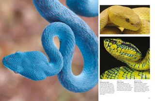 Aperçu du contenu 3_Snakes