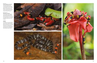 Aperçu du contenu 5_Snakes