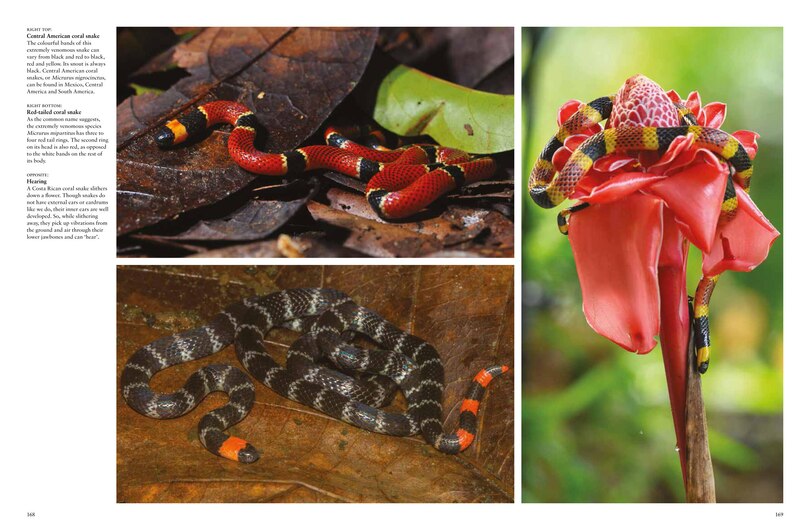 Aperçu du contenu 5_Snakes