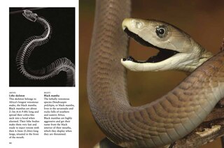 Sample content_Snakes