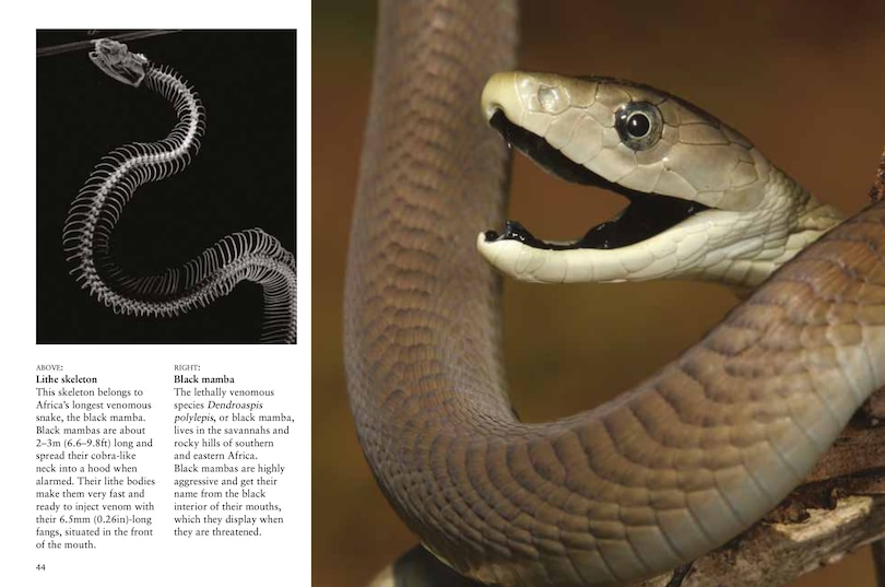 Sample content_Snakes