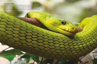Sample content 2_Snakes