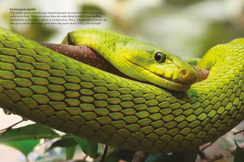 Sample content 2_Snakes