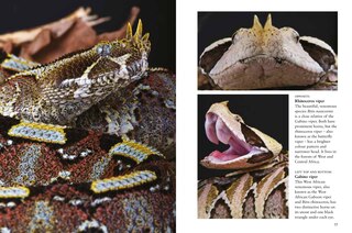 Sample content 3_Snakes