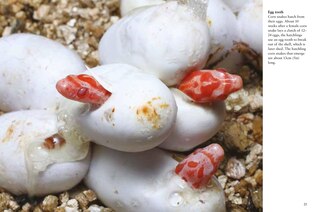 Sample content 5_Snakes
