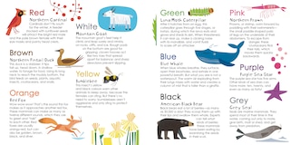 Aper&ccedil;u du contenu 4_Splish, Splash, Foxes Dash!