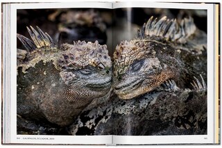 Sample content_Steve McCurry. Animals