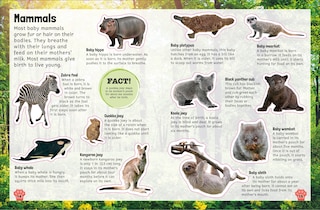 Aper&ccedil;u du contenu_Sticker Encyclopedia Baby Animals