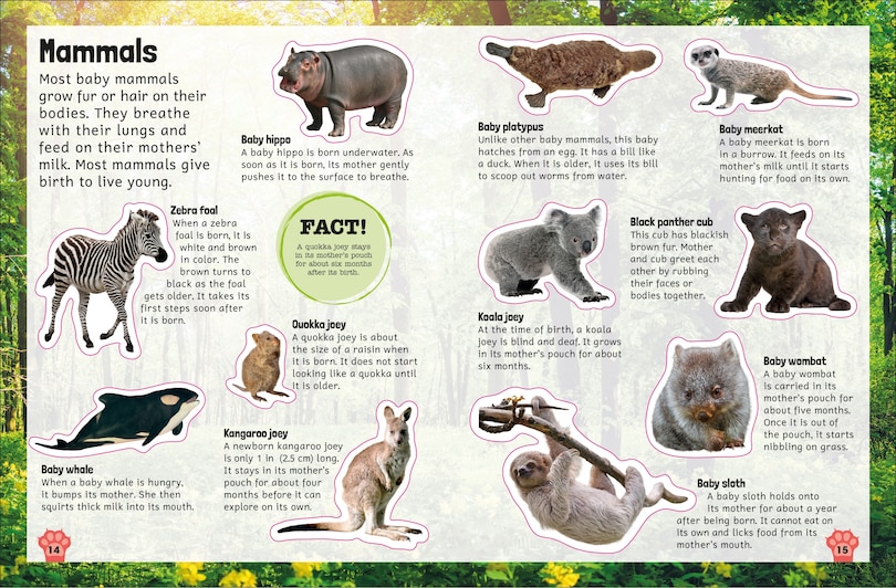 Aper&ccedil;u du contenu_Sticker Encyclopedia Baby Animals