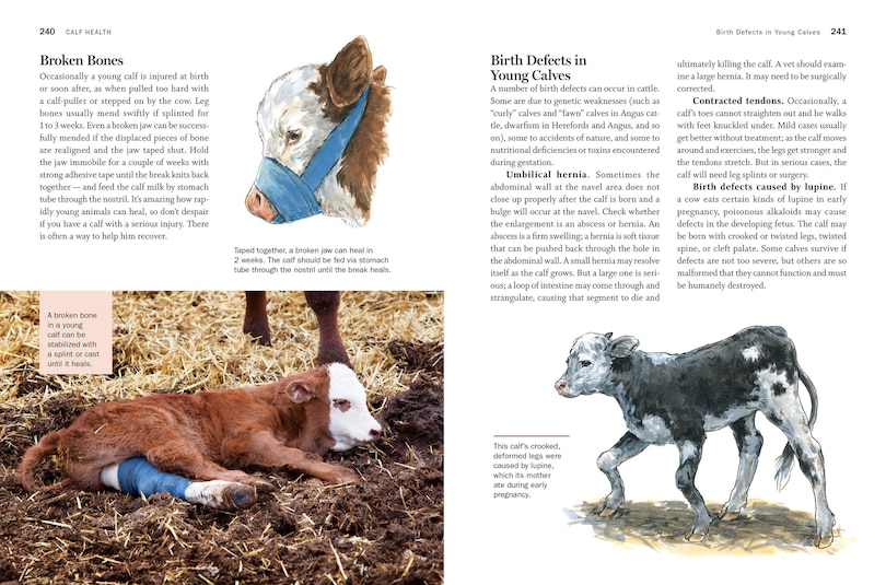 Aper&ccedil;u du contenu_Storey's Guide To Raising Beef Cattle, 4th Edition
