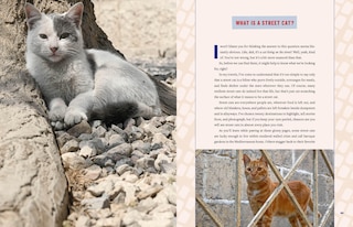 Sample content 5_Street Cats & Where to Find Them