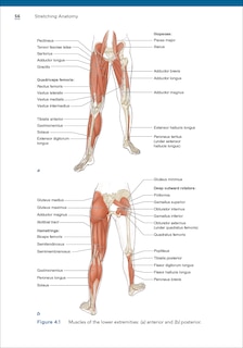 Sample content 4_Stretching Anatomy