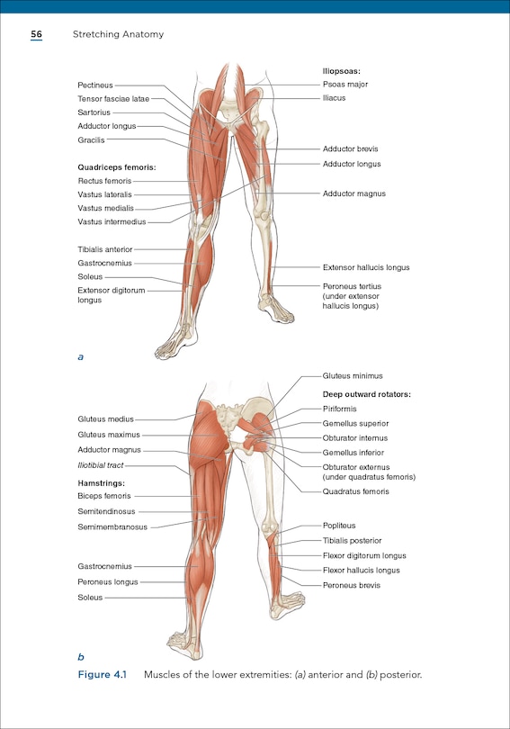 Sample content 4_Stretching Anatomy
