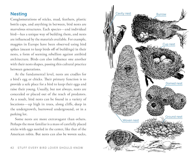 Aperçu du contenu 4_Stuff Every Bird Lover Should Know