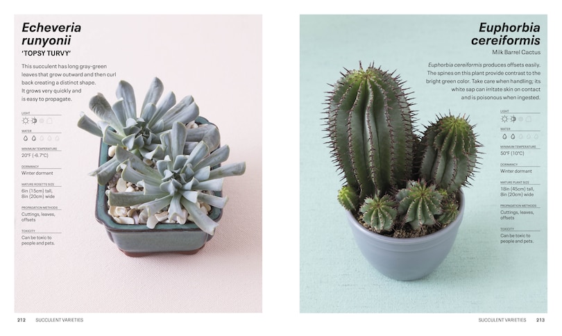 Aper&ccedil;u du contenu 4_Succulents