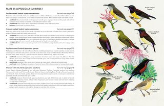 Sample content 5_Sunbirds of the World