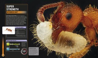 Sample content 3_Super Bug Encyclopedia