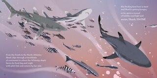 Sample content_Swim, Shark, Swim!