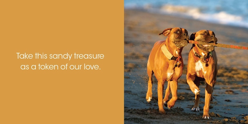 Aper&ccedil;u du contenu 2_Thanks for Picking Up My Poop