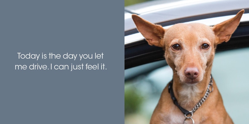 Aper&ccedil;u du contenu 3_Thanks for Picking Up My Poop