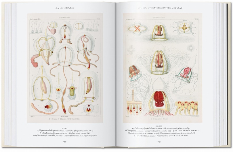 Sample content 2_The Art and Science of Ernst Haeckel. 45th Ed.