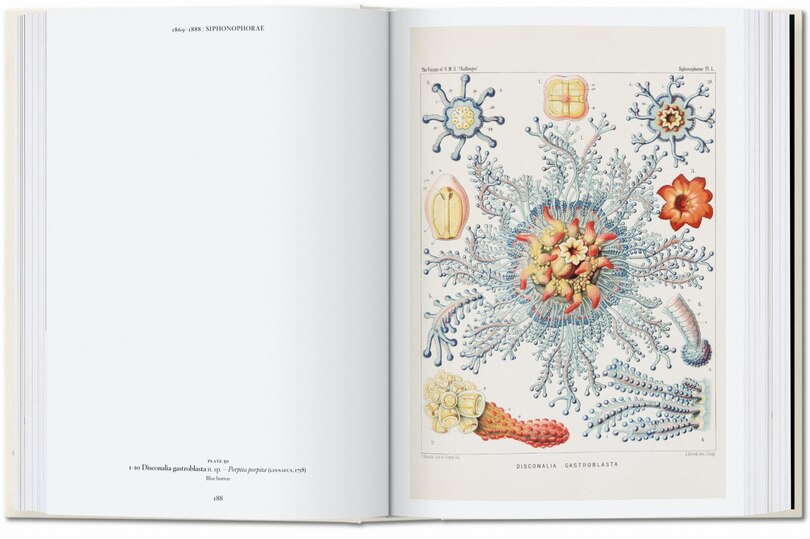 Sample content 3_The Art and Science of Ernst Haeckel. 45th Ed.