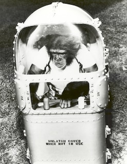 Aper&ccedil;u du contenu_The Astrochimps