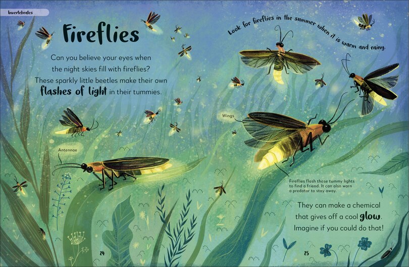 Aperçu du contenu_The Bedtime Book of Night-Time Animals