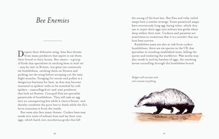 Aper&ccedil;u du contenu 4_The Bee Spotter&rsquo;s Guide