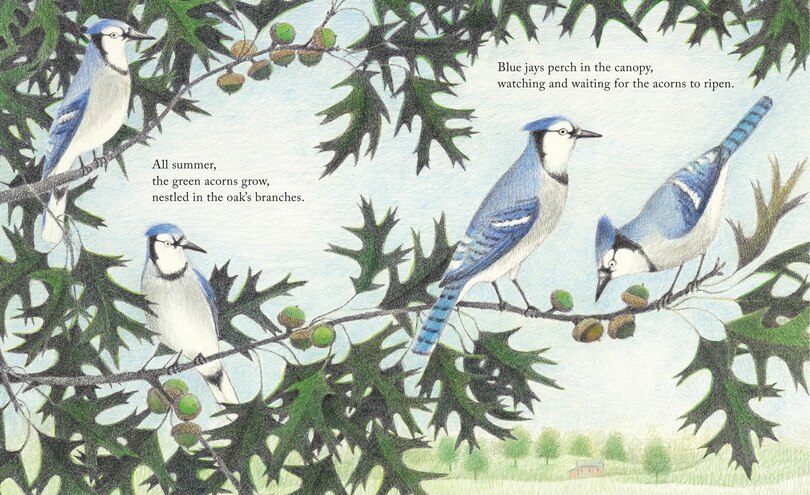 Sample content 2_The Blue Jays That Grew a Forest