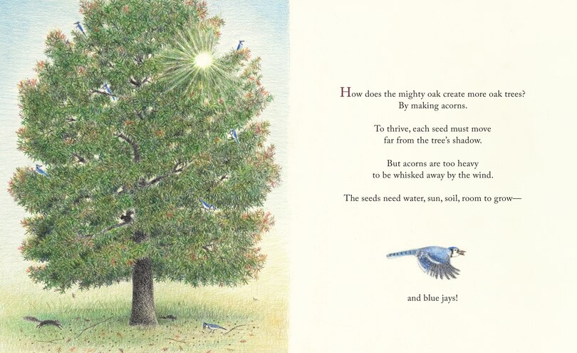 Sample content 3_The Blue Jays That Grew a Forest