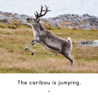 Aperçu du contenu_The Caribou