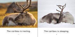 Aperçu du contenu 2_The Caribou
