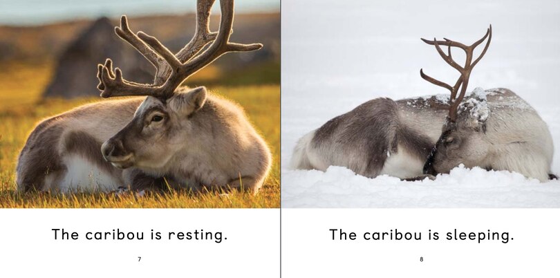 Aperçu du contenu 2_The Caribou