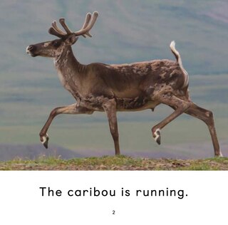 Aperçu du contenu 3_The Caribou