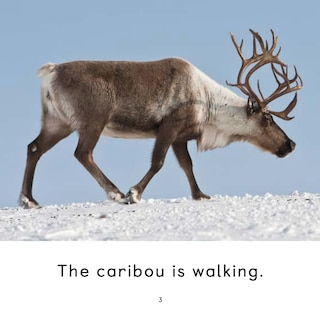 Aperçu du contenu 4_The Caribou