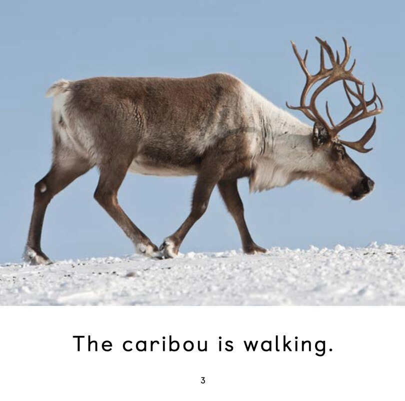 Aperçu du contenu 4_The Caribou
