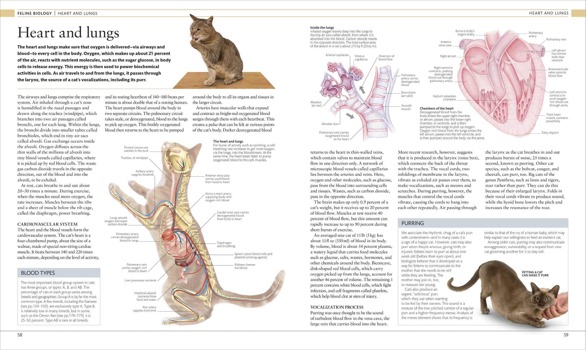 猫の本 ENCYLOPEDIA OF THE CAT The Cat Encyclopedia for Kids (Capstone Young Readers