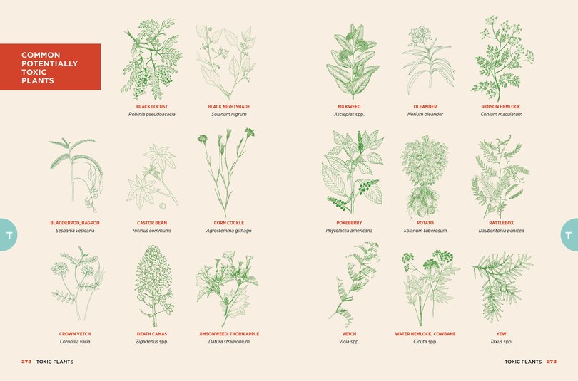 Sample content_The Chicken Encyclopedia