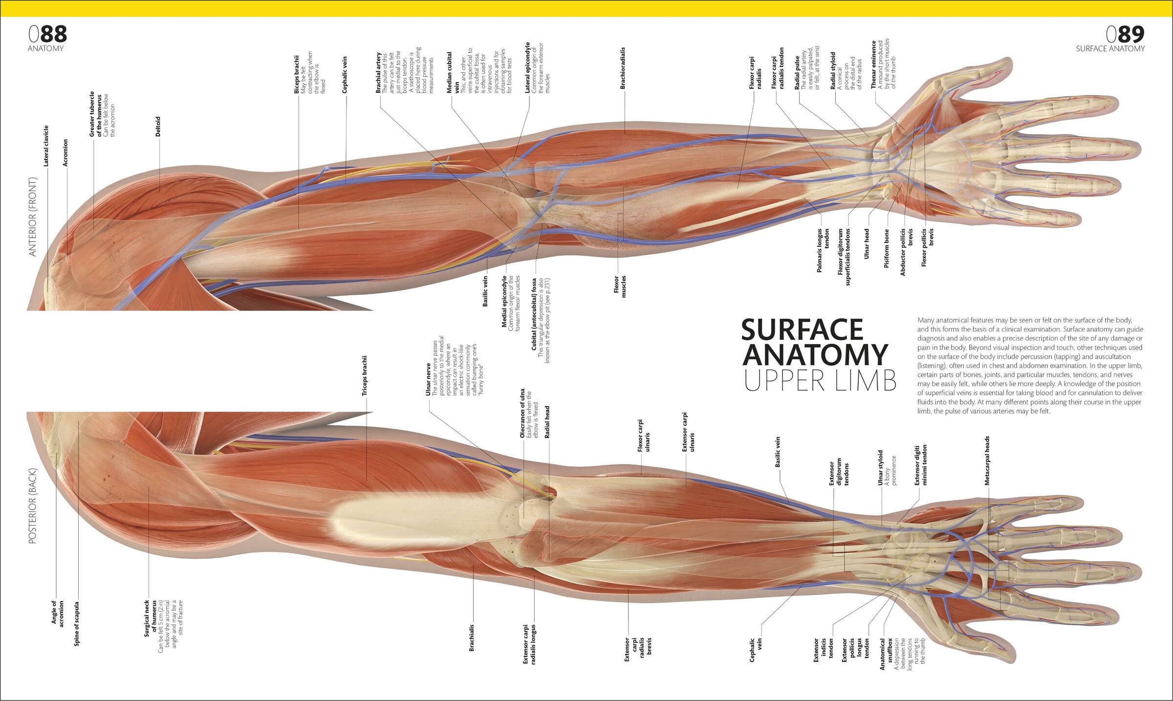 洋書 THE COMPLETE HUMAN BODY 2nd Edition The Complete Human Body, 2nd Edition: The Definitive Visual