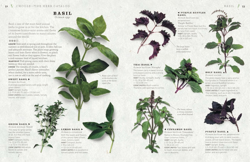 Sample content 5_The Cook's Herb Garden