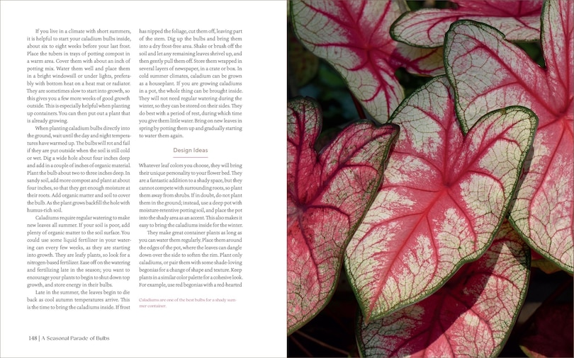 Sample content 3_The Essential Guide to Bulbs