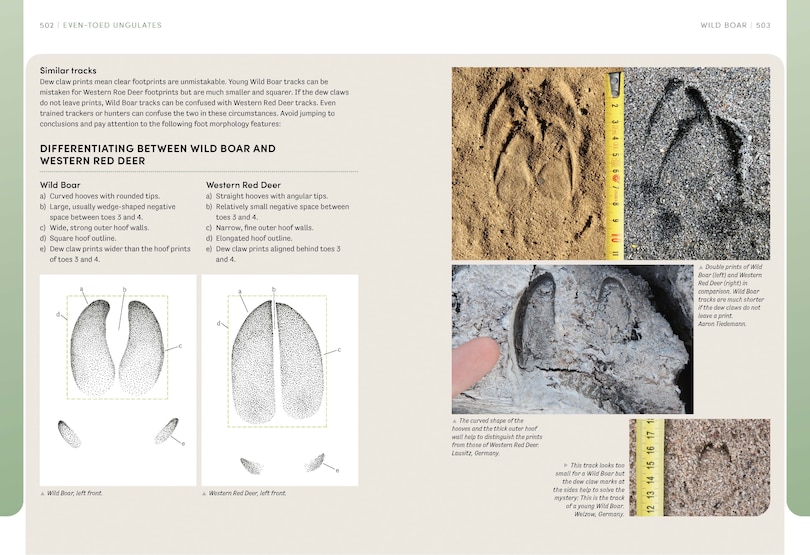 Aper&ccedil;u du contenu 2_The European Animal Tracks Handbook