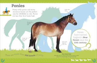 Sample content 4_The Everything Book Of Horses And Ponies